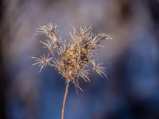 Close-up of a dried queen anne's lace flower on a cold January day with a blurred background.