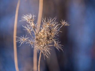 Close-up of a dried queen anne's lace flower on a cold January day with a blurred background.