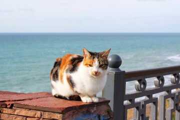 tricolor cat on the embankment against the background of the sea and blue sky