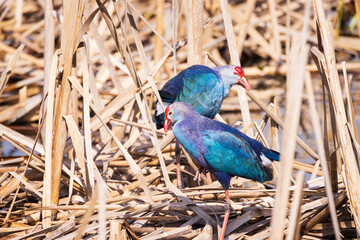 Gray-headed Swamphen