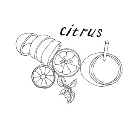 Pen-drawn citrus set isolated on white. Graphic elements of citrus fruits, a collection for the design of labels, packaging, posters to strengthen the immune system. Vector illustration.