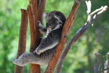 Koala sleeping on a branch in a sanctuary in Australia