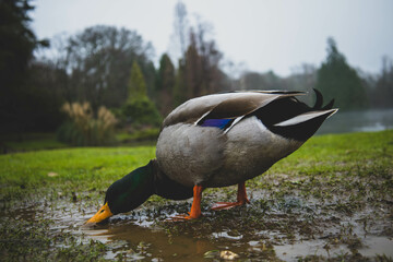 Duck drinking from Muddy Puddle