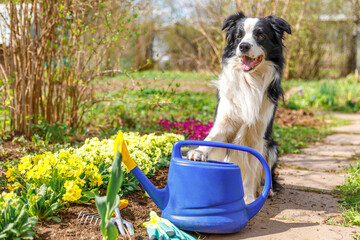 Outdoor portrait of cute dog border collie with watering can in garden background. Funny puppy dog as gardener fetching watering can for irrigation. Gardening and agriculture concept
