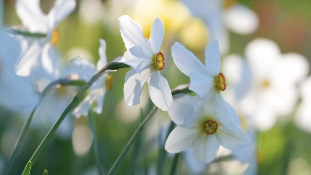 White tender narcissus flowers blooming in spring sunny garden