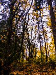 autumn in the forest
