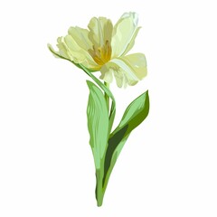 Fototapeta na wymiar Spring yellow tulip isolated on white background.