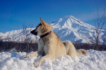 Dog in the snow with a view of the Vilyuchinsky volcano