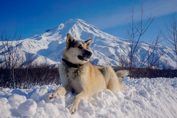 Dog in the snow with a view of the Vilyuchinsky volcano