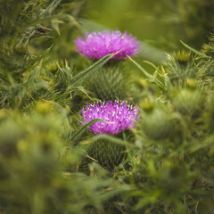 A couples of pretty purple thistles on the field.