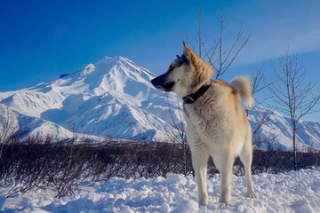 Dog in the snow with a view of the Vilyuchinsky volcano