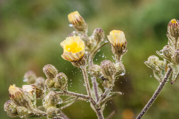close up of a flower