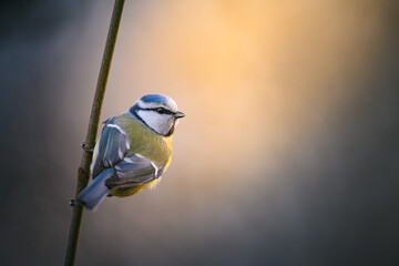 Blue Tit