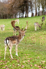 Brown deer in a park. Phoenix Park, Dublin.