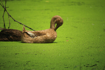 Brown ducks are swimming in the water