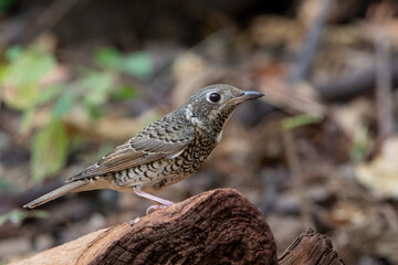 A female White-throated Rock-thrush on a wavy branch