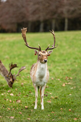 Brown deer in a park. Phoenix Park, Dublin.