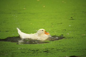 A beautiful white duck is bathing in the water of the pond