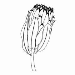 Proteus Flowers.Protea line illustration. Hand drawn illustration. Tropical king protea flower in bloom.