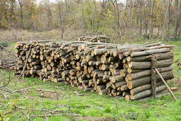 Stack of dried firewood of birch wood. Pile of felled pine trees felled by the logging timber industry.