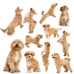 Set of portraits of beautiful dog, maltipoo golden color posing isolated over white background....
