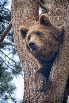 Ours dans un arbre