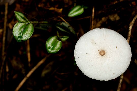 Cogumelo &eacute; o nome comum dado &agrave;s frutifica&ccedil;&otilde;es de alguns fungos dos filos Basidiomycota e Ascomycota.