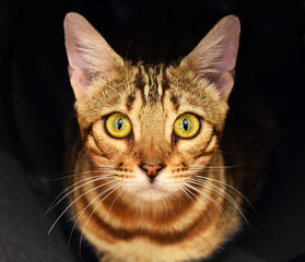 un gato con bonitos ojos