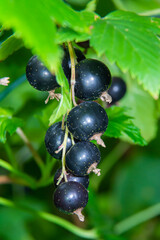 beautiful branch of black currant