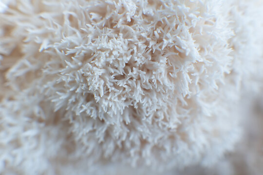 Hericium erinaceus or Lions mane mushrooms on a plate with Chinese sticks.