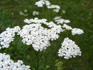Close-up view of the white inflorescence of flowering yarrow. Beautiful meadow plants which used in folk medicine to reduce to strengthen immunity.