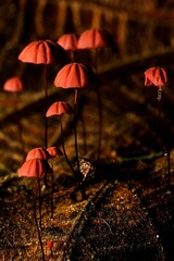 Mycena adonis um fungo ou cogumelo vermelho de chapéu em forma de sino com caule fino crescendo em folhas secas.  - obrazy, fototapety, plakaty