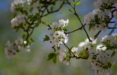 Macro photography of the white flowers of an apple tree on a blue celestial background. Banner, postcard, cover, flyer, layout design