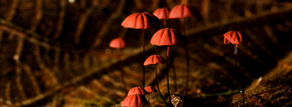 Cogumelo &eacute; o nome comum dado &agrave;s frutifica&ccedil;&otilde;es de alguns fungos dos filos Basidiomycota e Ascomycota.