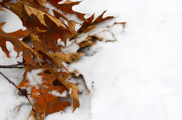 Old dried leaves lie on the white snow. Autumn bright foliage after on the snowy ground close-up. Selective Sharpness.