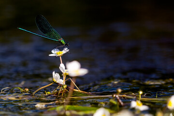 Libellule posée sur une fleur de renoncule aquatique, profitant d'un rayon de soleil. Calopteryx...