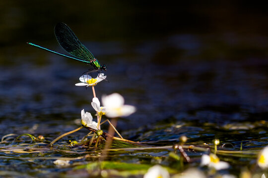 Libellule pos&eacute;e sur une fleur de renoncule aquatique, profitant d'un rayon de soleil. Calopteryx occitan, sur la Dordogne.