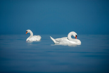Obraz premium ostseebad kühlungbsorn in mecklenburg-vorpommern
