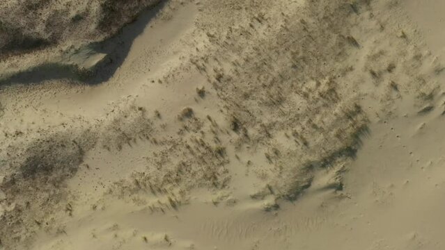 Panoramic view of the golden sand dunes of the Curonian Spit. The coastline of the Baltic Sea, forest belt, shrubs and grass on sand dunes