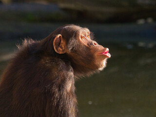 Chimpanzee
