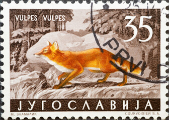 Yugoslavia - circa 1960 : a postage stamp from Yugoslavia, showing a wildlife: Red Fox (Vulpes...