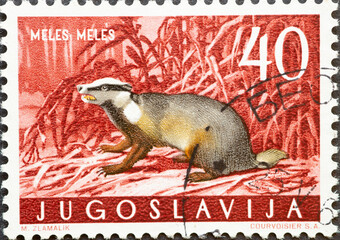 Yugoslavia - circa 1960 : a postage stamp from Yugoslavia, showing a wildlife: European Badger...