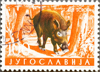 Yugoslavia - circa 1960 : a postage stamp from Yugoslavia, showing a wild animal: Wild Boar (Sus...
