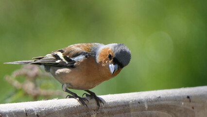 Chaffinch sitting on a fence UK