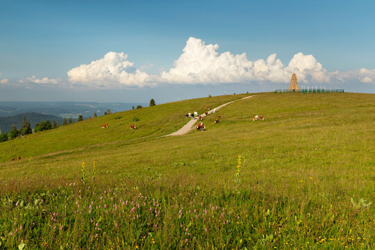 Cows near Bismarck Memorial on Seebuck peak at Feldberg Mountain, Black Forest, Baden-Wurttemberg, Germany