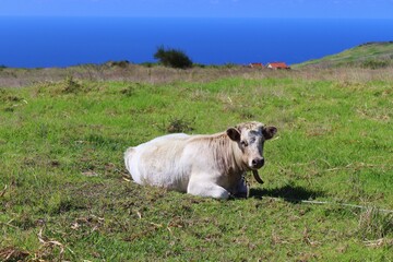 Vaca mirando