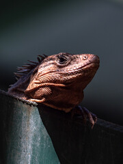Leguan