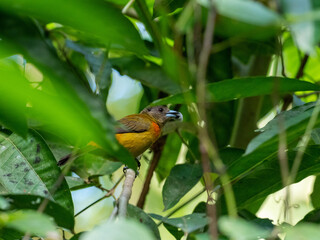 Tanager