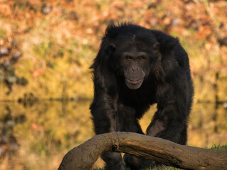 Chimpanzee