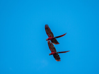 Roter Ara © Peter